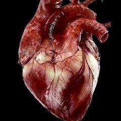 PROMOTING HEALTH AND LONGEVITY